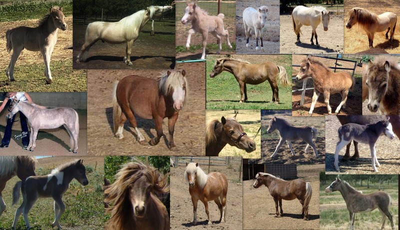 wesco farms miniature horses  horse conformation info
